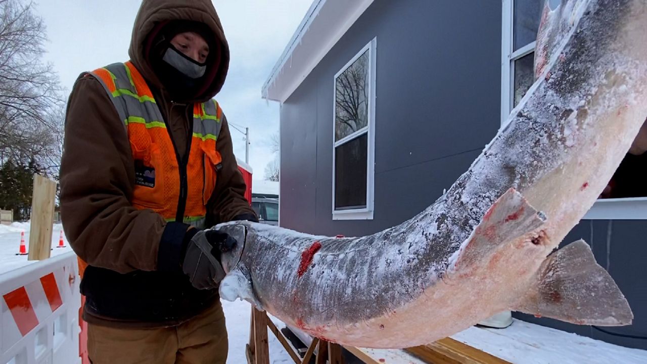 Wisconsin Sturgeon Spearing Season Kicks Off in Extreme Cold - Vimarsana News